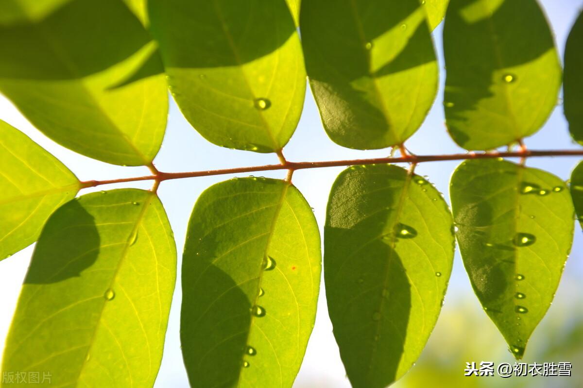 节气白露古诗词（露沾蔬草白，天气转青高）