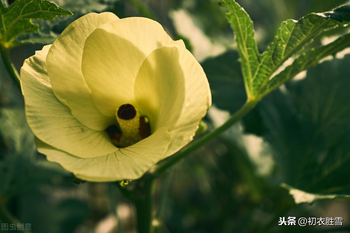 秋花黄葵4首经典诗词（一入长门只淡妆，日日倾心向太阳）