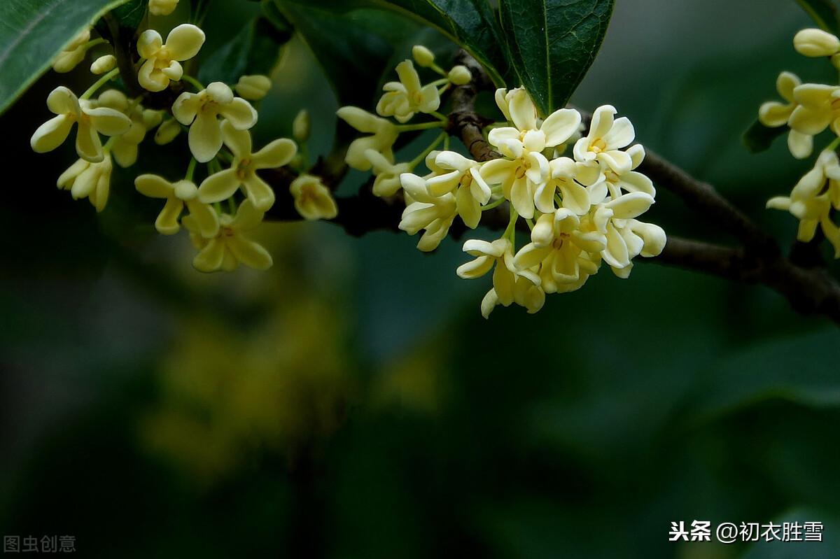 八月桂花香古诗赏析（天上初秋桂子，庭前八月丹花）