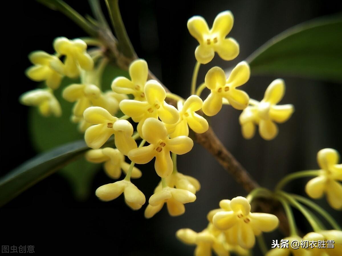 八月桂花香古诗赏析（天上初秋桂子，庭前八月丹花）