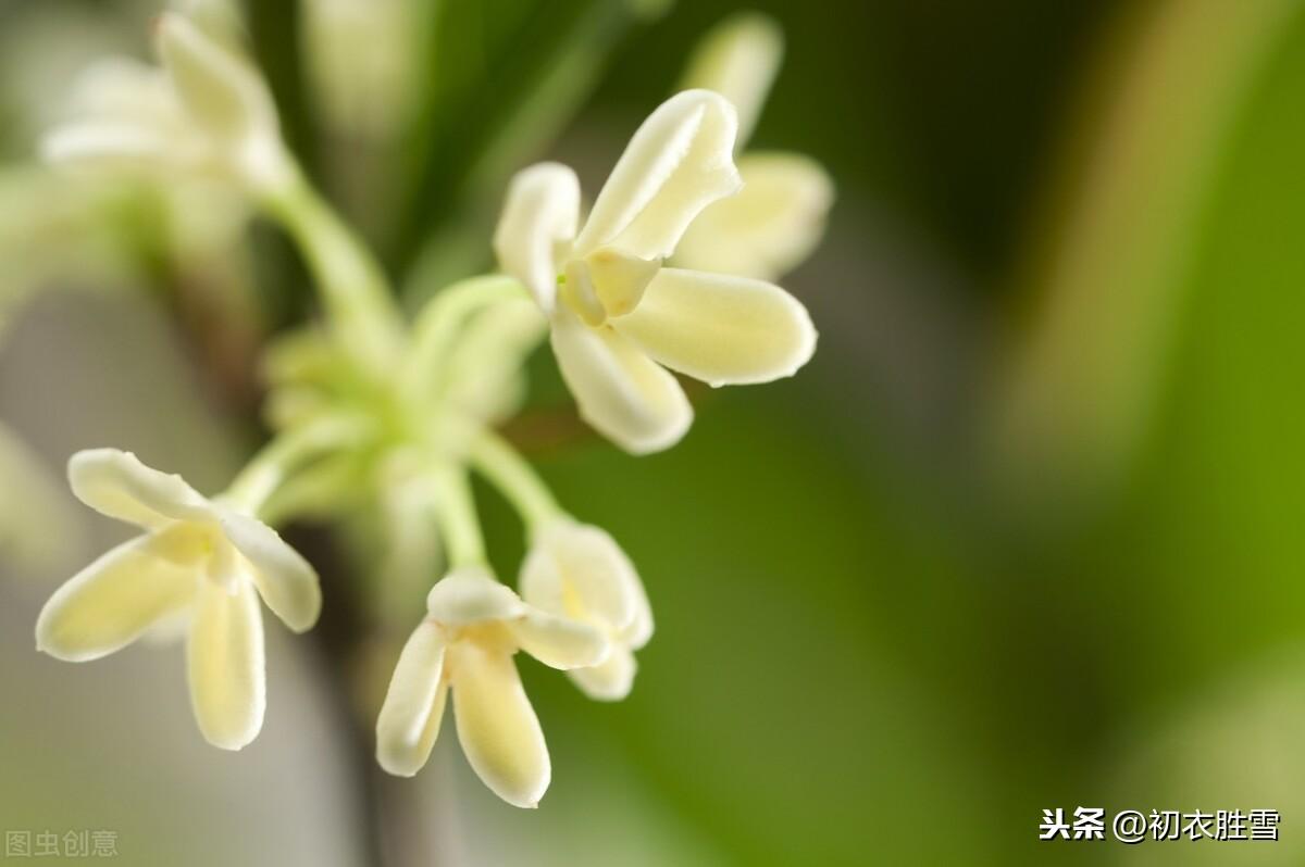 八月桂花香古诗赏析（天上初秋桂子，庭前八月丹花）