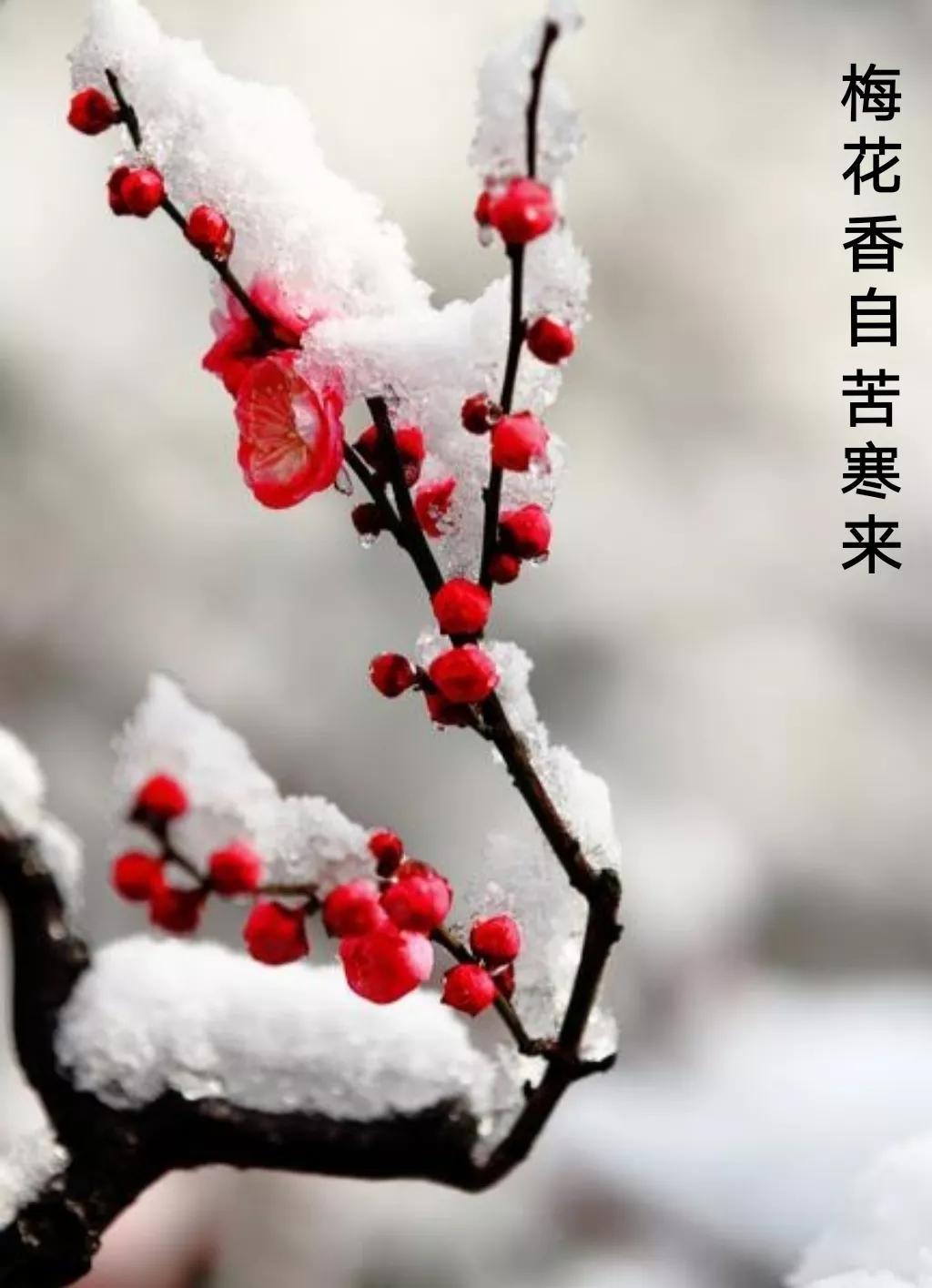 傲雪梅花放，疏枝岭上新（经典咏梅诗词22首）