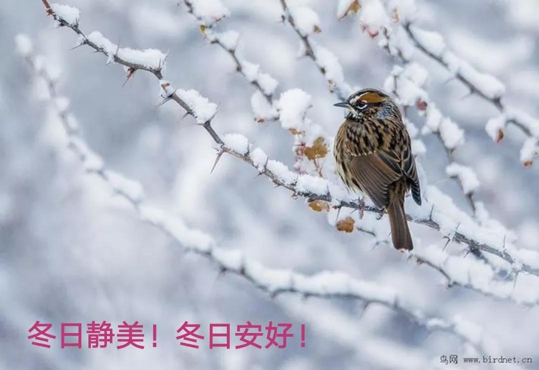 不惧雪霜摧，到底为谁来（咏梅经典诗词22首）