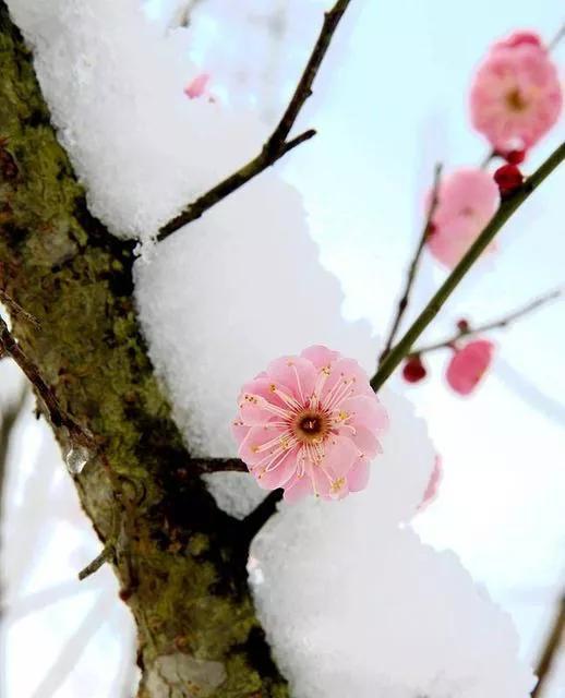 不惧雪霜摧，到底为谁来（咏梅经典诗词22首）