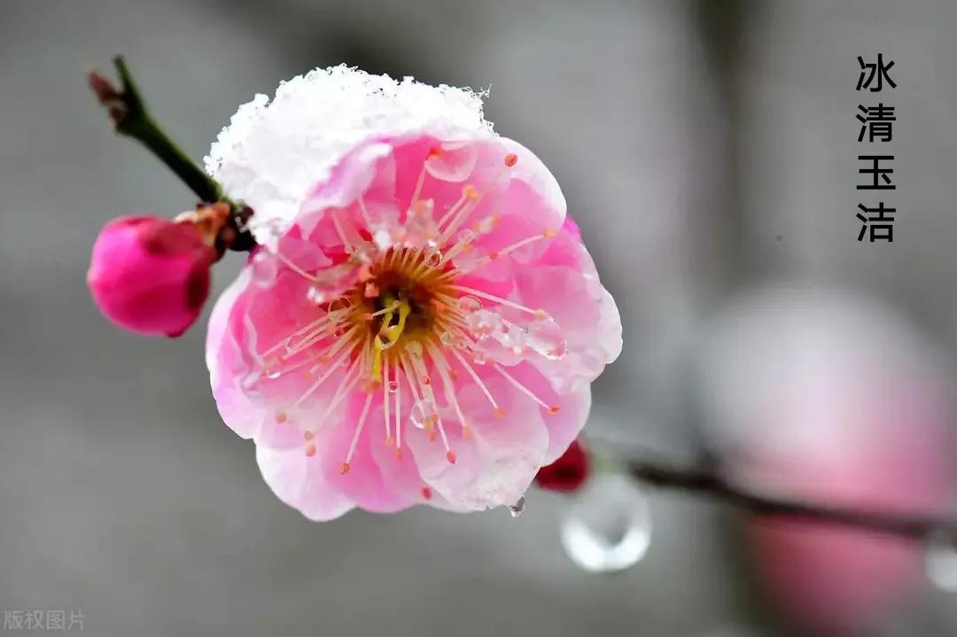 不惧雪霜摧，到底为谁来（咏梅经典诗词22首）