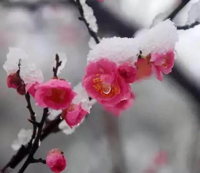 傲骨雪魂下，寒英入美词（咏梅经典诗词24首）