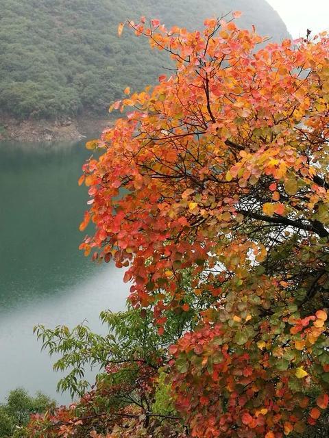 重阳节经典的古诗（咏重阳节诗词20首）