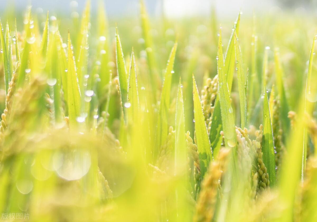 寒露正催黄菊晚，只愁风雨自阑珊（四首寒露经典诗词）