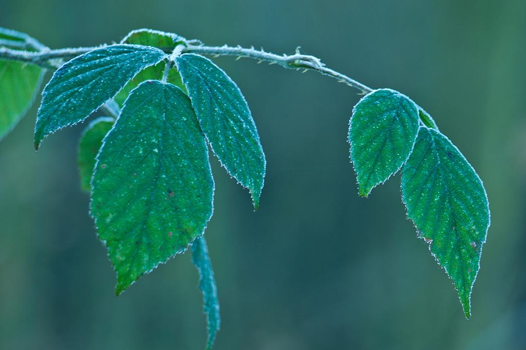 寒露正催黄菊晚，只愁风雨自阑珊（四首寒露经典诗词）