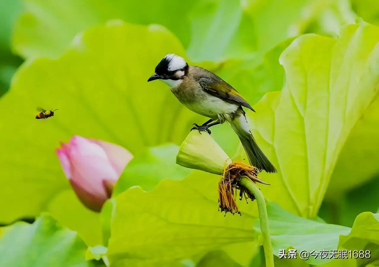 夏日经典古诗有哪些（夏日抒怀诗词16首）