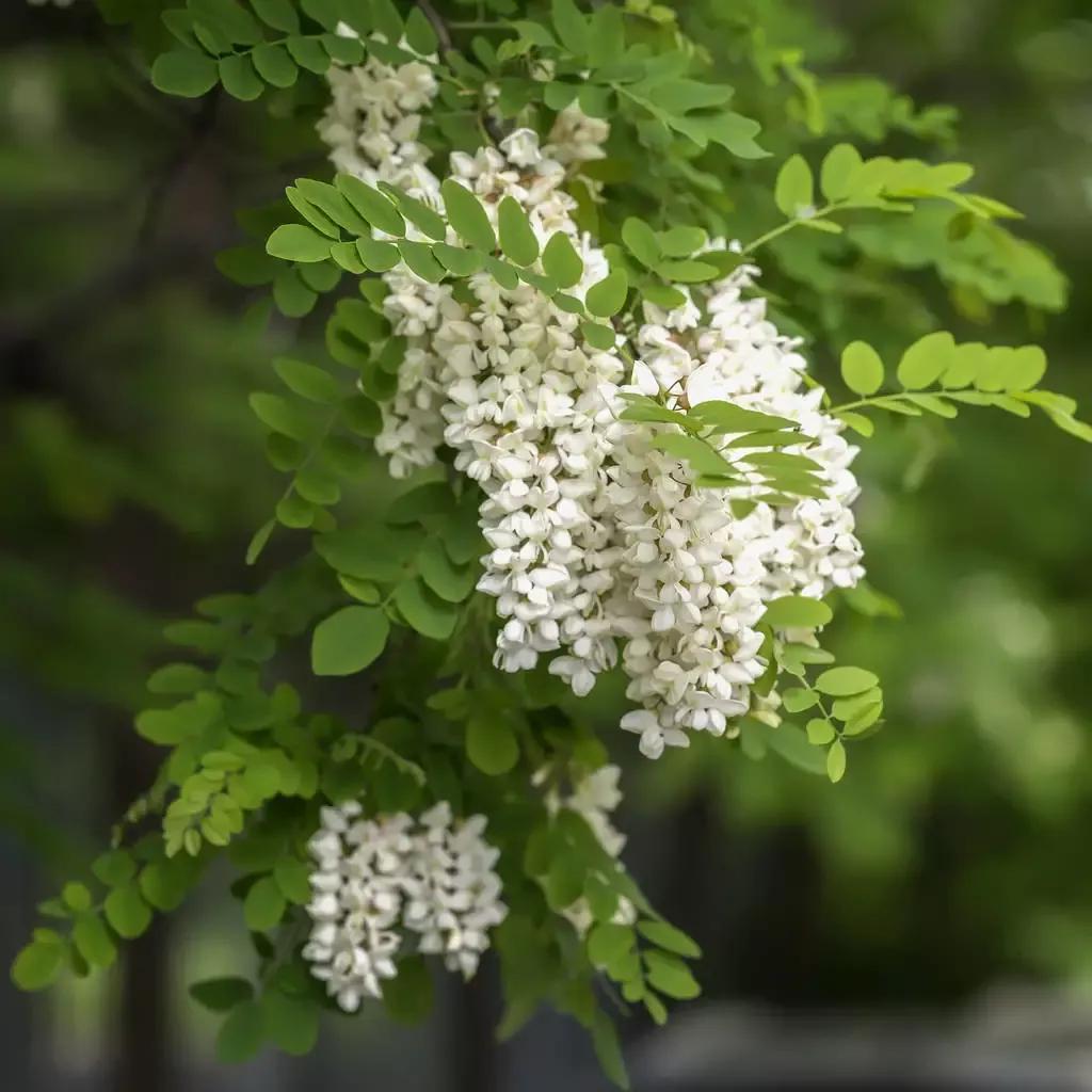 咏花经典古诗有哪些（咏花诗词24首）