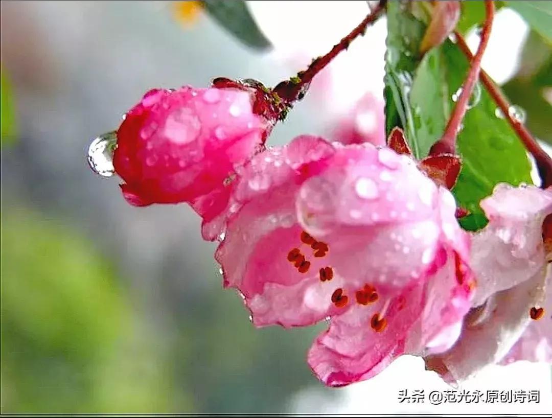 春赏百花，衣袂飘香（咏花优美诗词22首）