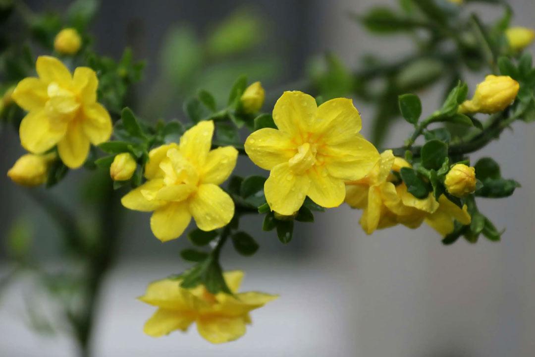 风来舒绿叶，律转斗黄葩（10首优美迎春花诗词）