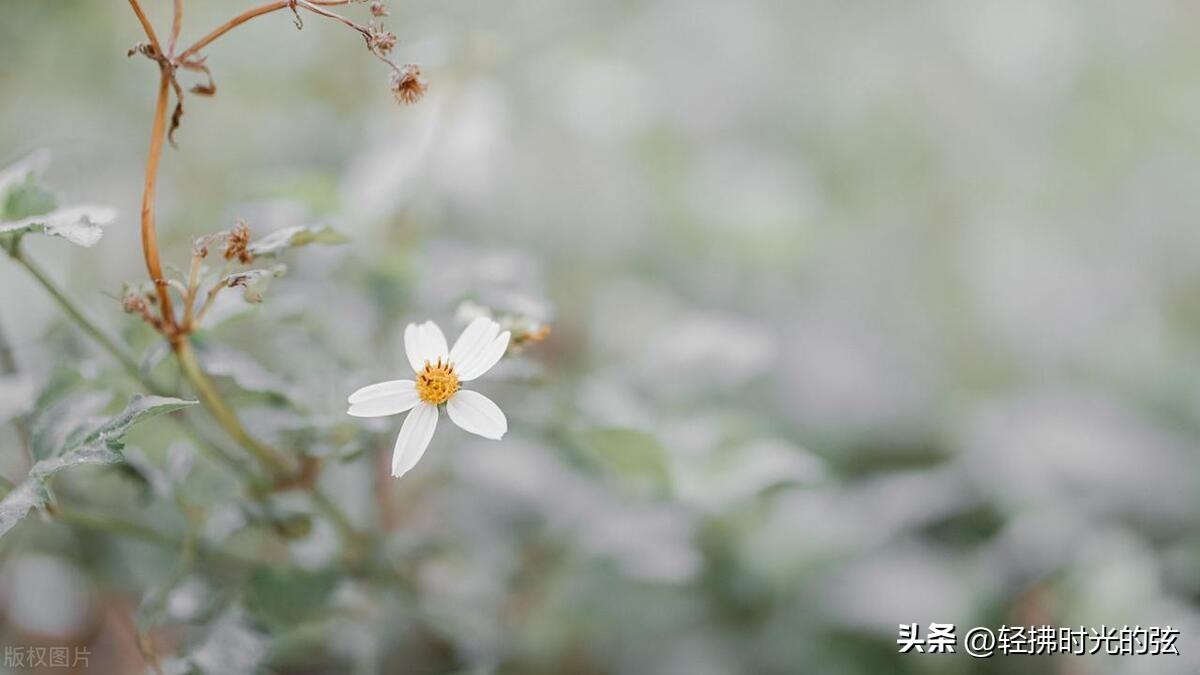 人生实苦，学会自愈（人生的高度二十首诗词）