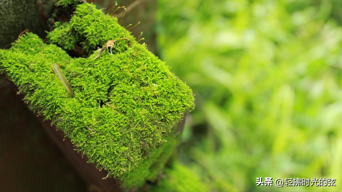 韩愈经典唐诗六首鉴赏（云横秦岭，雪拥蓝关）