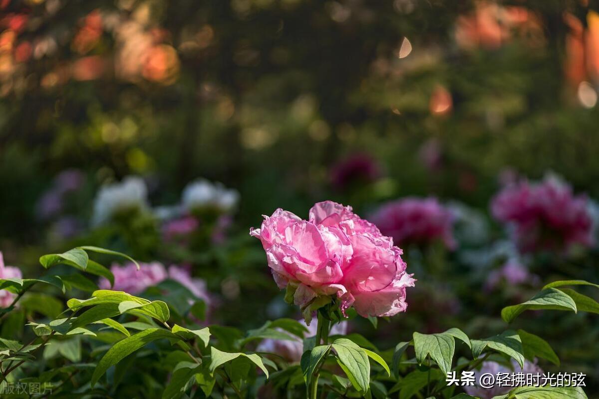 花轻似梦，只道寻常（六首优美《浣溪沙》）