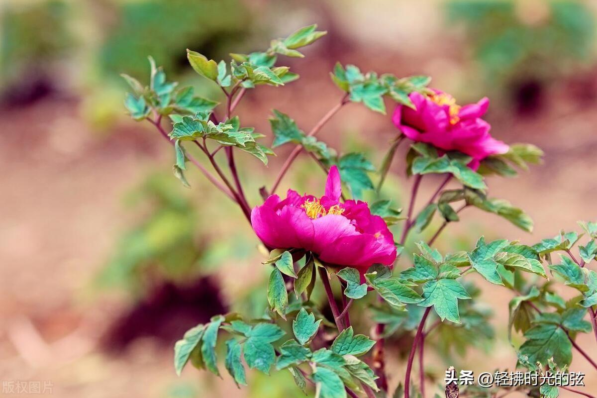 花轻似梦，只道寻常（六首优美《浣溪沙》）