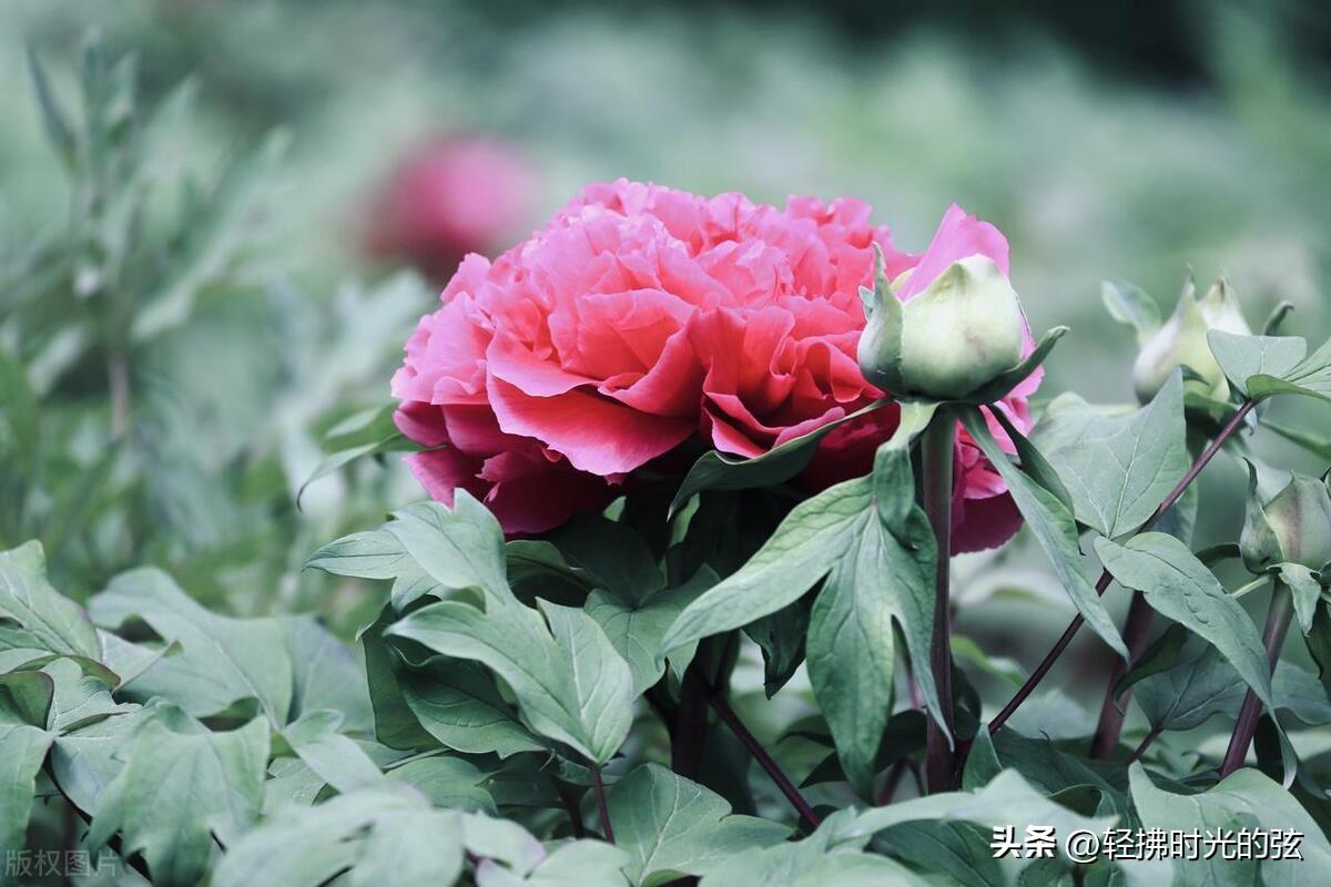 花轻似梦，只道寻常（六首优美《浣溪沙》）