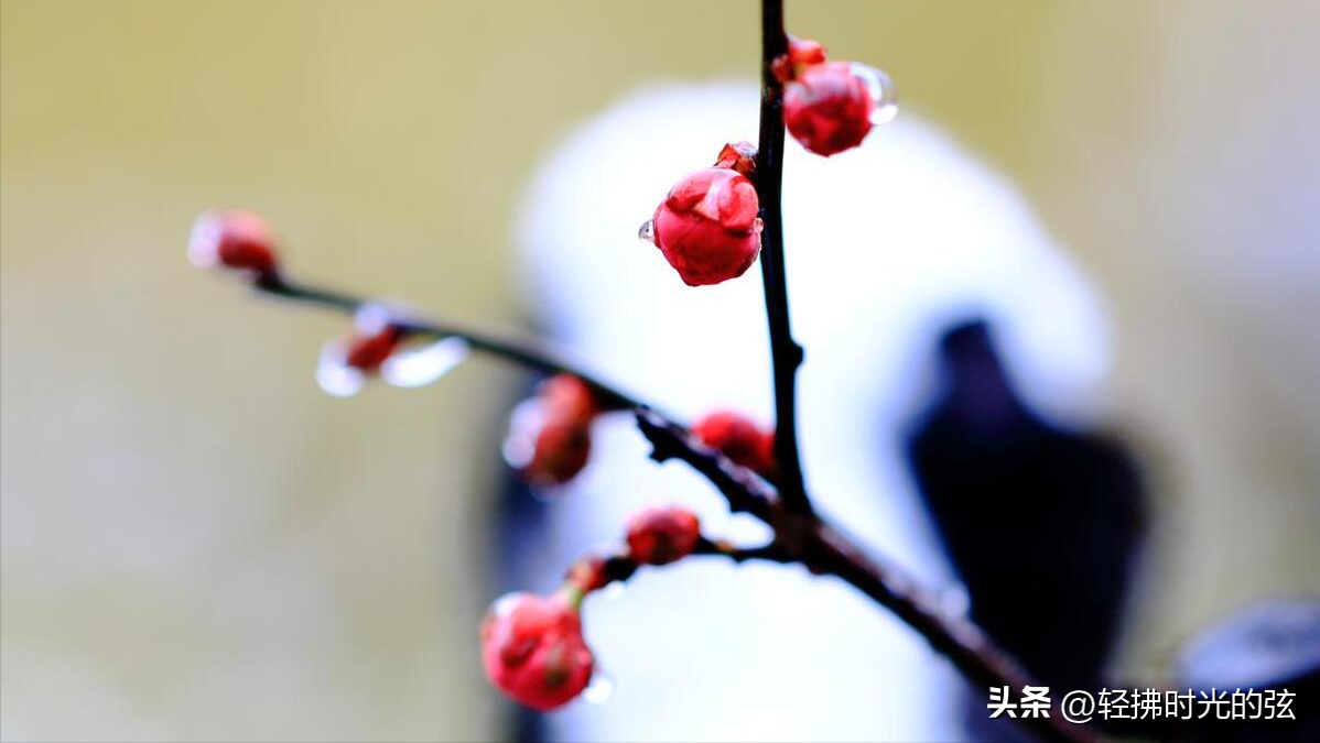 晴雪落长松，雪满长安道（分享36句唯美下雪诗词）