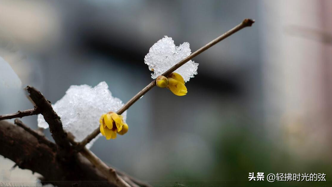 晴雪落长松，雪满长安道（分享36句唯美下雪诗词）