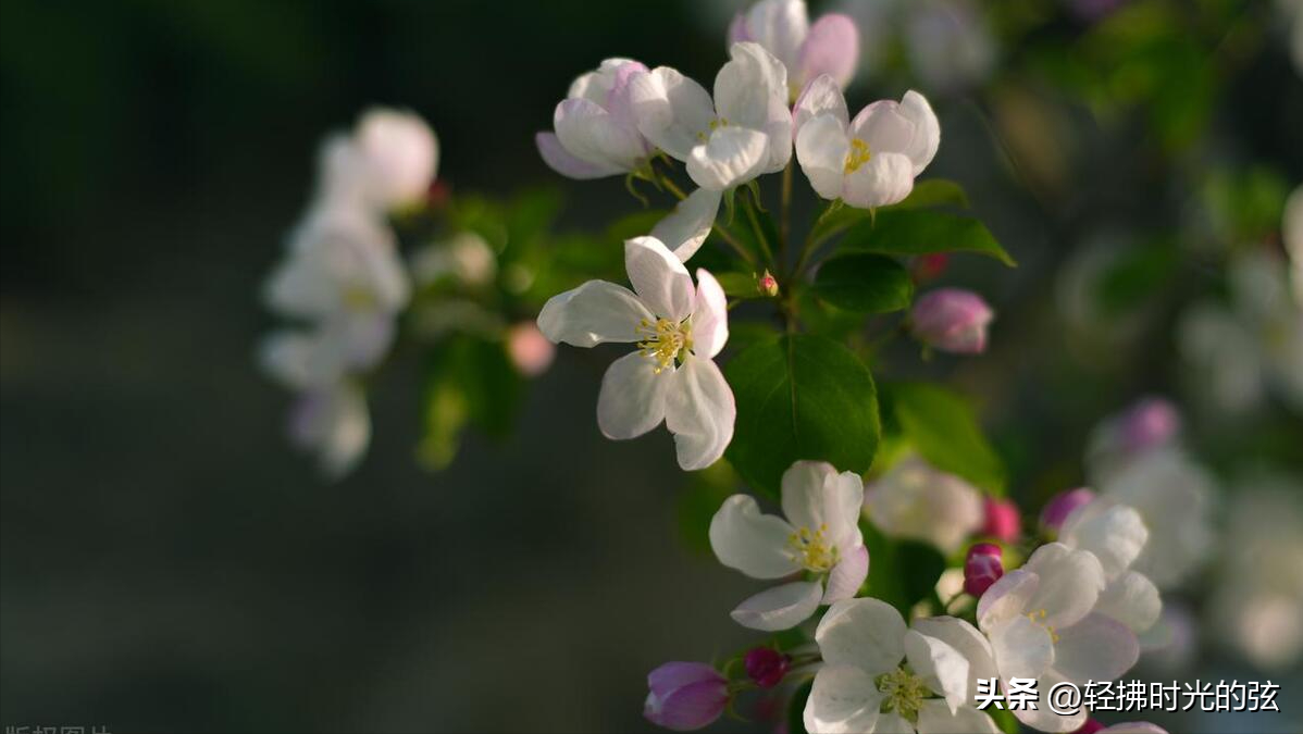 看落花烟重，道海棠依旧（七首如梦令诗词著名）