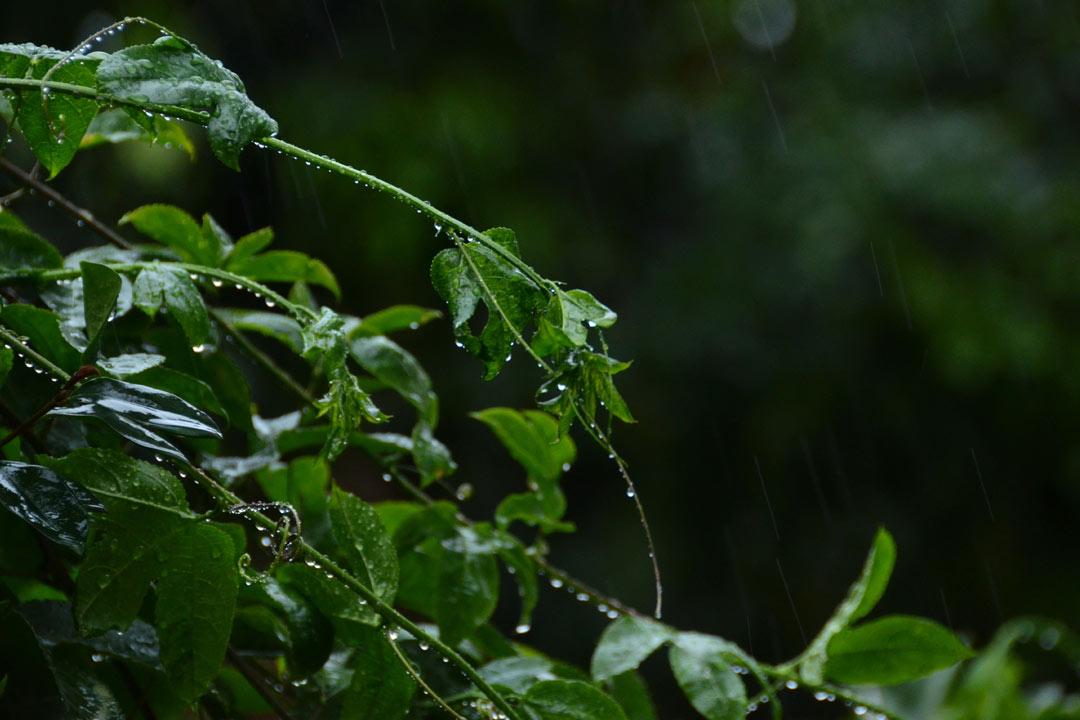 描写春天的经典古诗（10首优美春雨诗词）