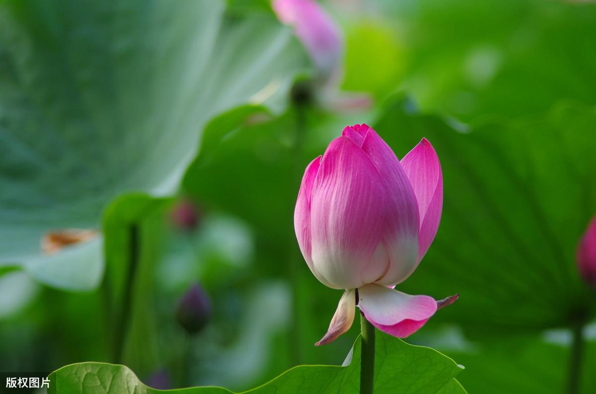 六月将至，荷花正当时（五首荷花诗词著名）