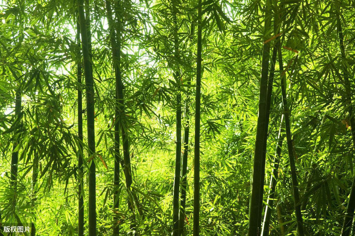 夏风微熏，花果初成（五首描写夏天的诗词）