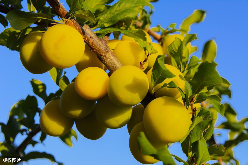 夏风微熏，花果初成（五首描写夏天的诗词）