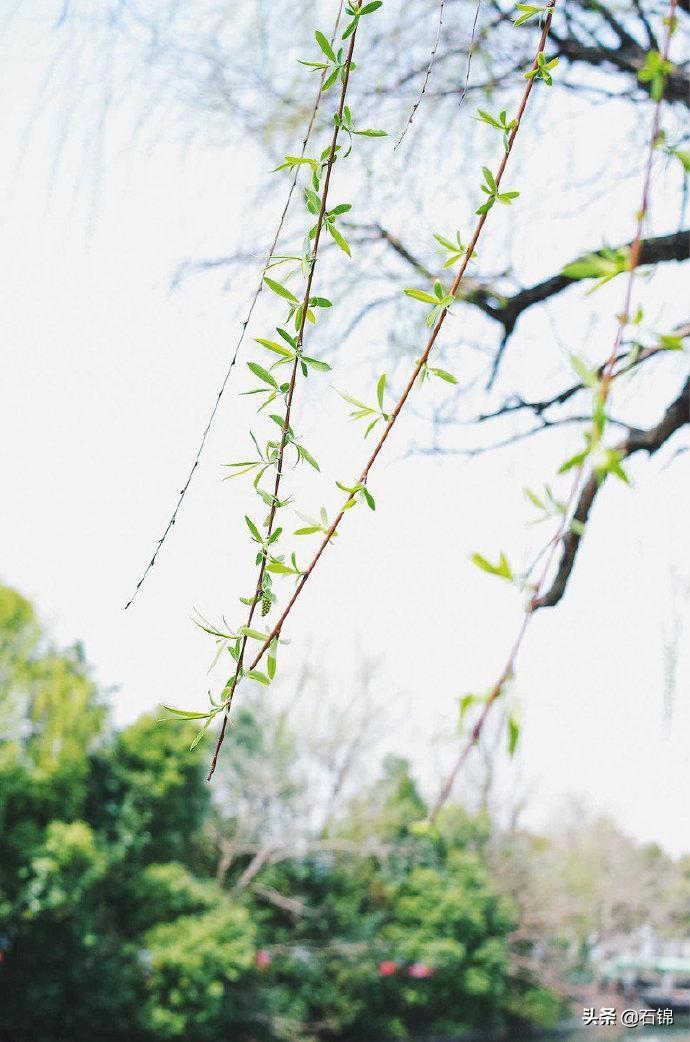 草长莺飞二月天，拂堤杨柳醉春烟（七首杨柳诗词鉴赏）