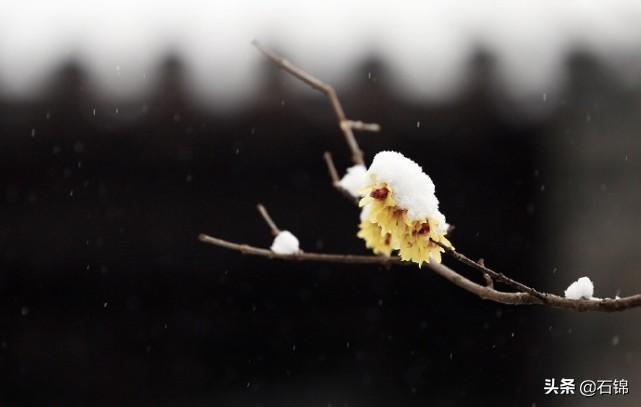 白雪却嫌春色晚，故穿庭树作飞花（推荐六首春雪诗词唯美）