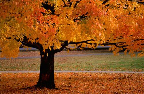 有关以秋天为主题的优美句子的句子有哪些（以秋天为主题的优美句子）