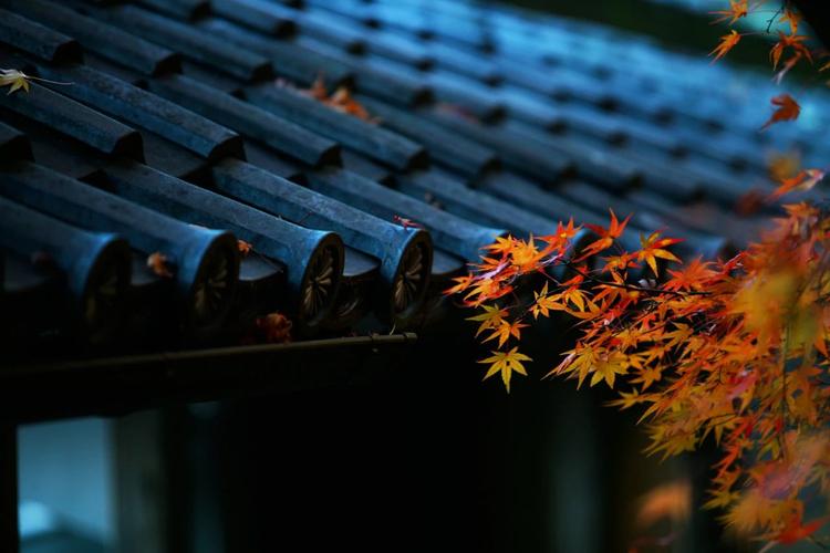 一场秋雨一场凉的文案（秋雨落在窗前）