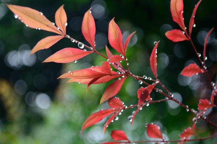 一场秋雨一场凉的文案（秋雨落在窗前）