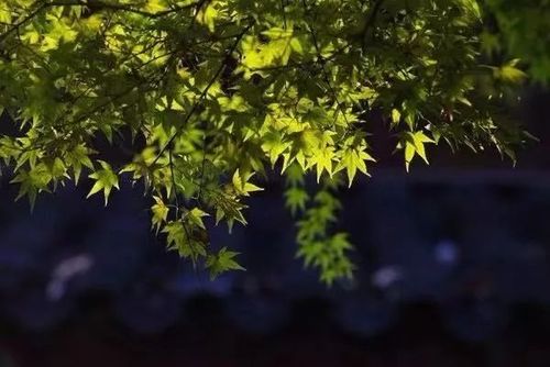 一场秋雨一场凉的问候语说说（秋雨凉心情）