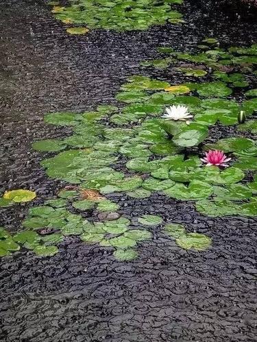 有关一场秋雨一场寒说说优美句子的短句（一场秋雨一场寒说说优美句子）