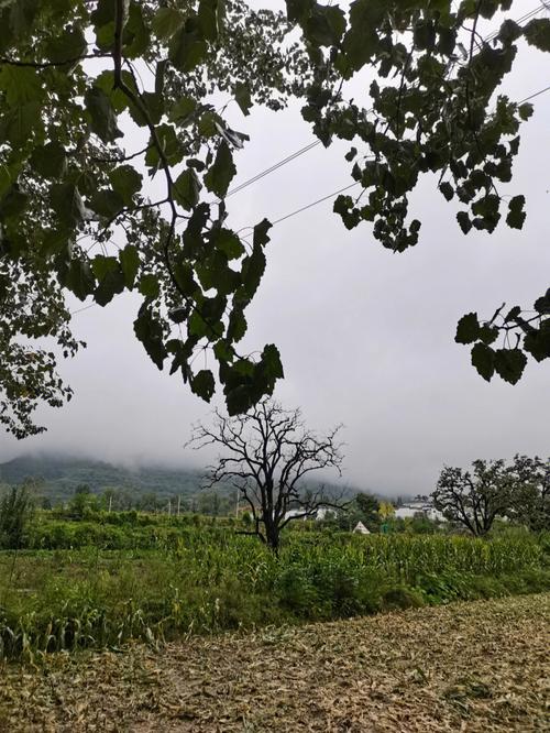 一场秋雨一场寒的唯美说说（《秋雨寒》——凉意扑面）