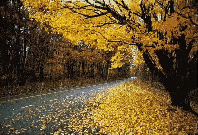 有关一场秋雨一场寒经典句子说说的短句是什么（唯美短句，感受深秋的气息）