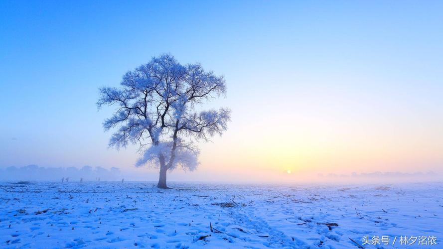 有关雪的句子唯美经典的短句（雪中静谧，心中浪漫）