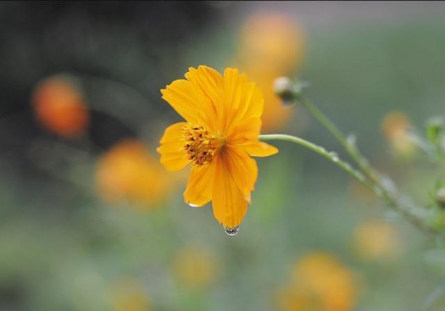 有关形容秋雨优美句子的好句有哪些（《秋雨悠悠》——走进优美的秋雨世界）