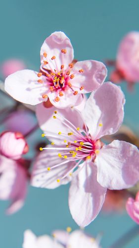 关于花美的句子有哪些（花美如画）