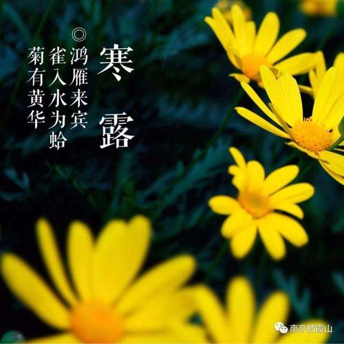 寒露时节的句子（冷秋露降，收获季节悄然来临）