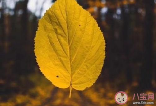 有关写十月已过十一月的句子的短句有哪些（《秋逝》——感受深秋的美好）