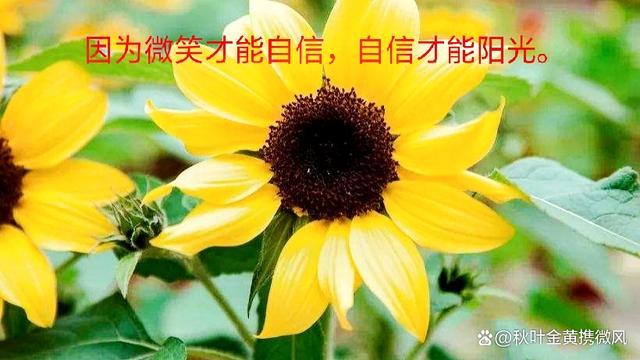 关于笑容句子（笑容如花——以笑容的好句子经典赏析）