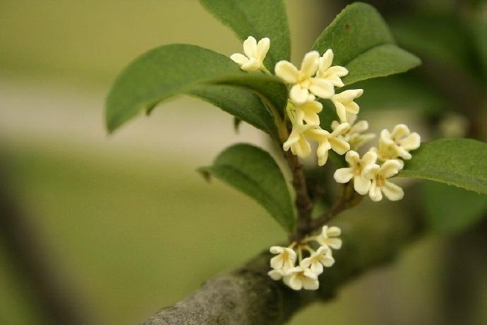 赞美桂花经典诗词（6首唯美桂花诗词）