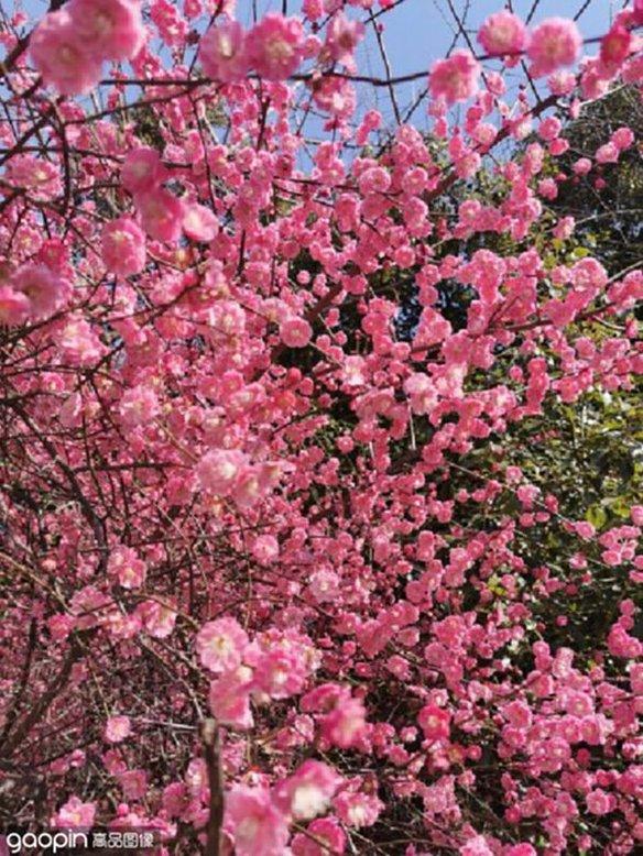 赞美樱花的七律诗词名句（花香美娇娆，蜂蝶尽自豪）