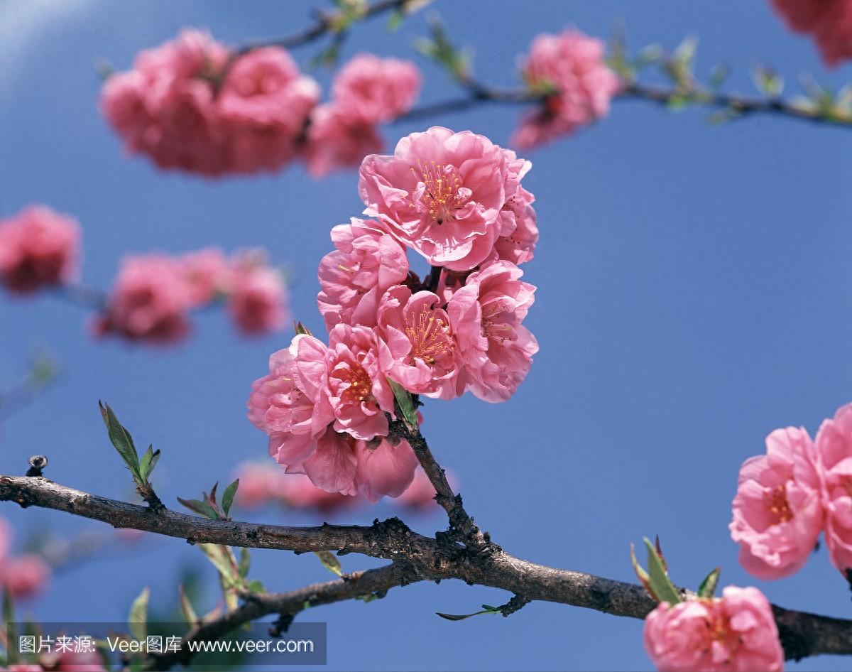 五月花诗词名句大全（清溪绕绿竹，翠柳映芳蒲）