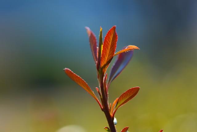 五月花诗词名句大全（清溪绕绿竹，翠柳映芳蒲）