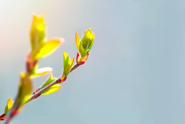 五月花诗词名句大全（清溪绕绿竹，翠柳映芳蒲）