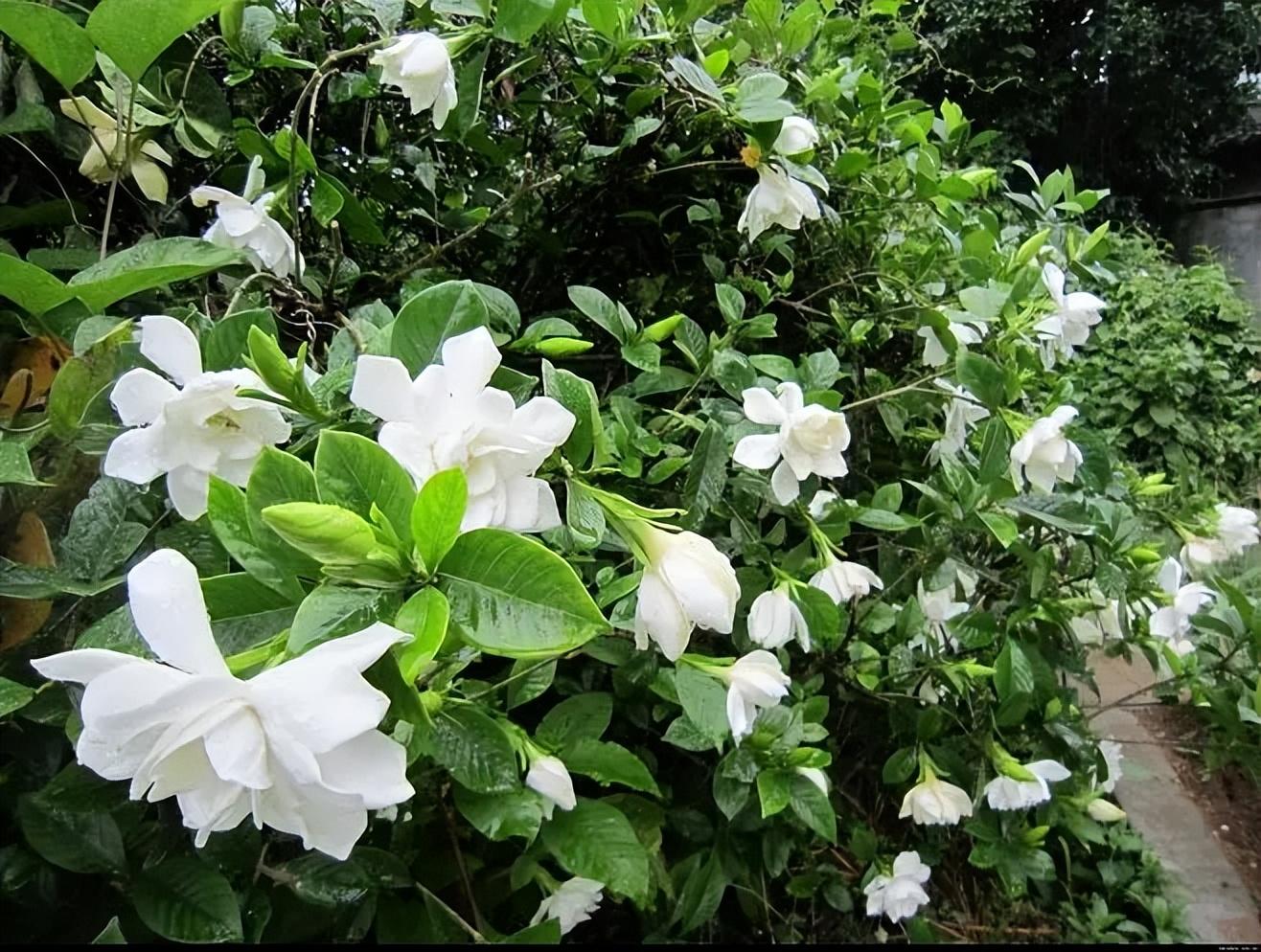 栀子花诗词名句大全（栀香雅韵凝，花艳绿丛盈）